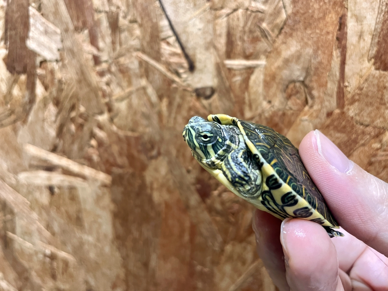 タバスコクジャクガメ(2)