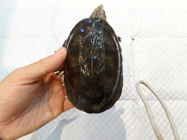 コガネドロガメ(4)