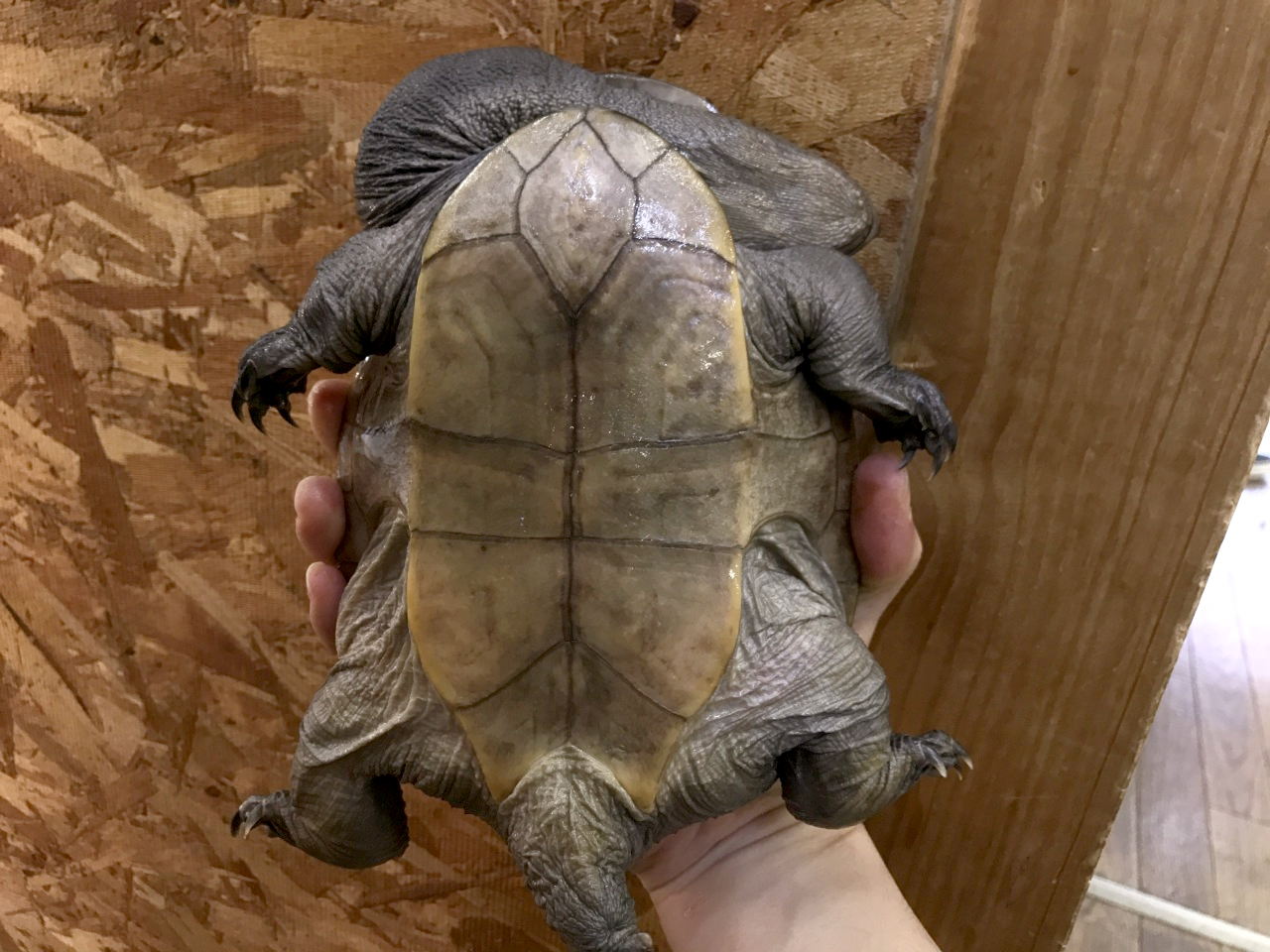 ジーベンロックナガクビガメ(3)