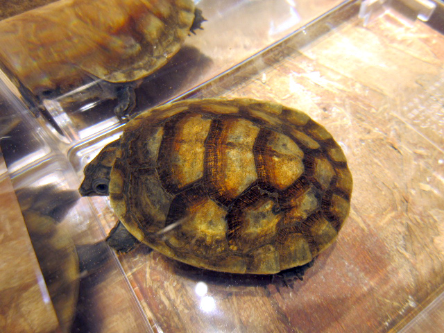 オオアタマヨコクビガメ(5)