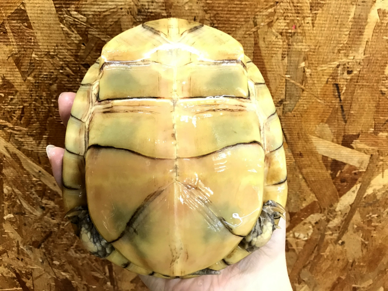 ガルフコーストハコガメ ガルフコーストハコガメ