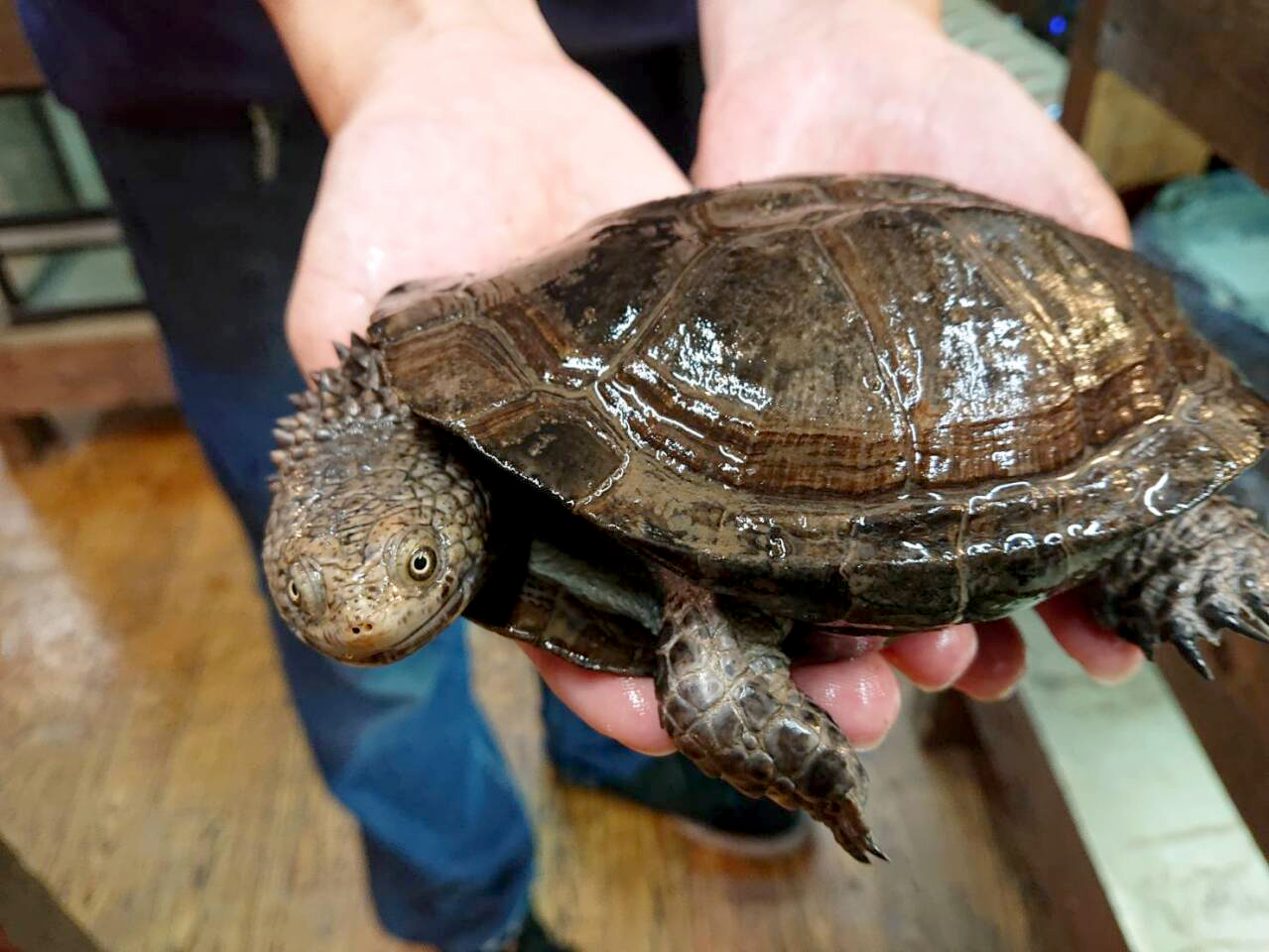 クロハラヘビクビガメ(4)