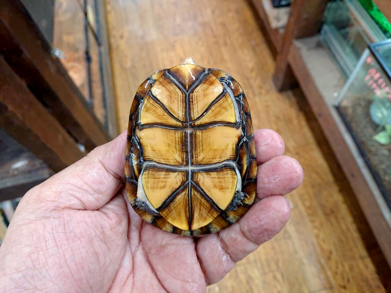 ホオアカドロガメ(4)