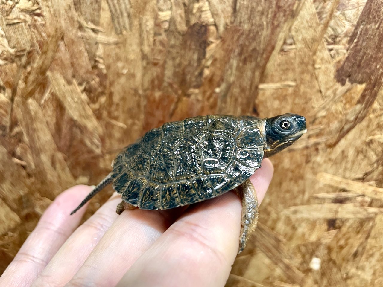 モリイシガメ(6)