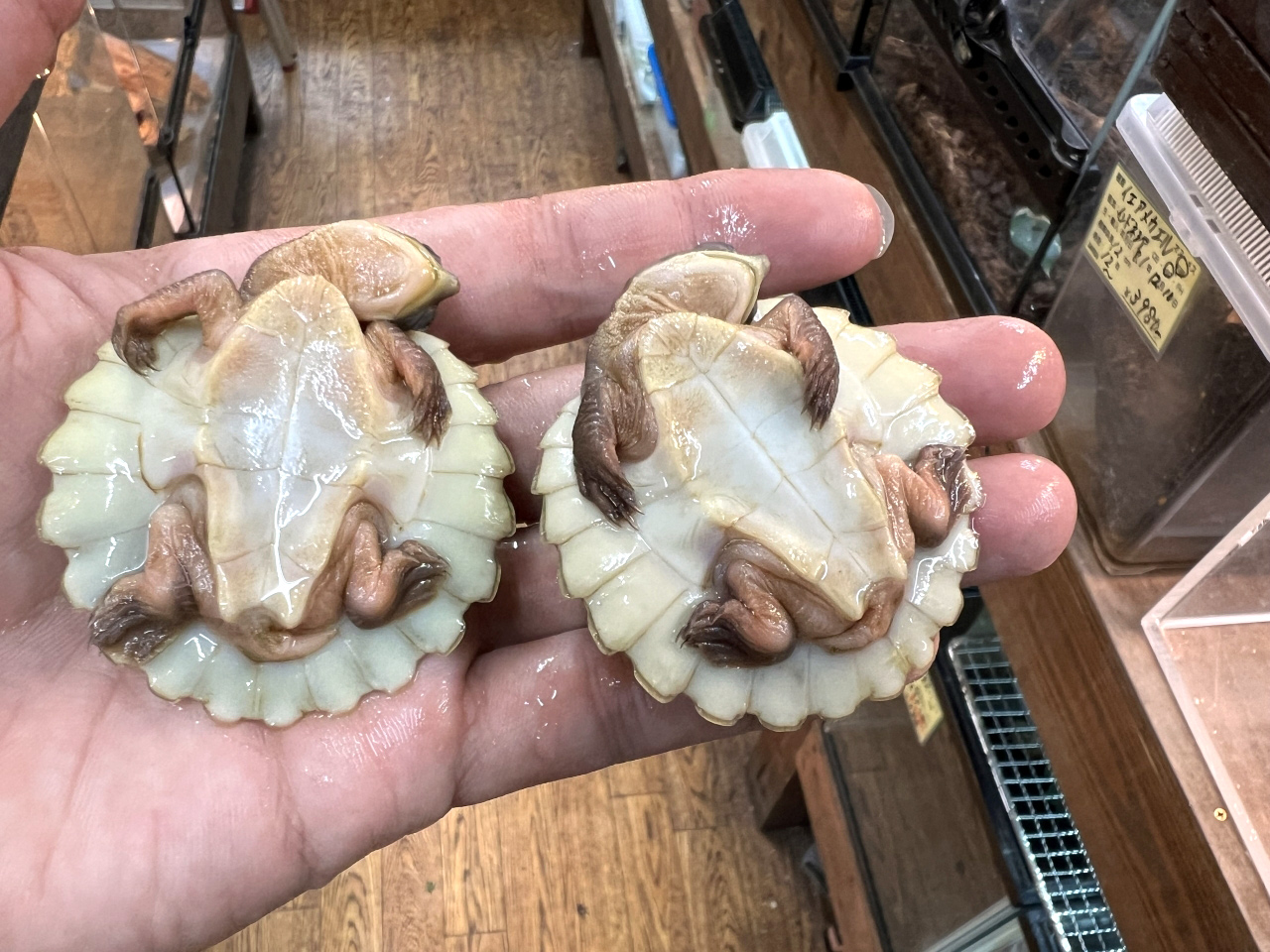 ブランデルカブトガメ(6)