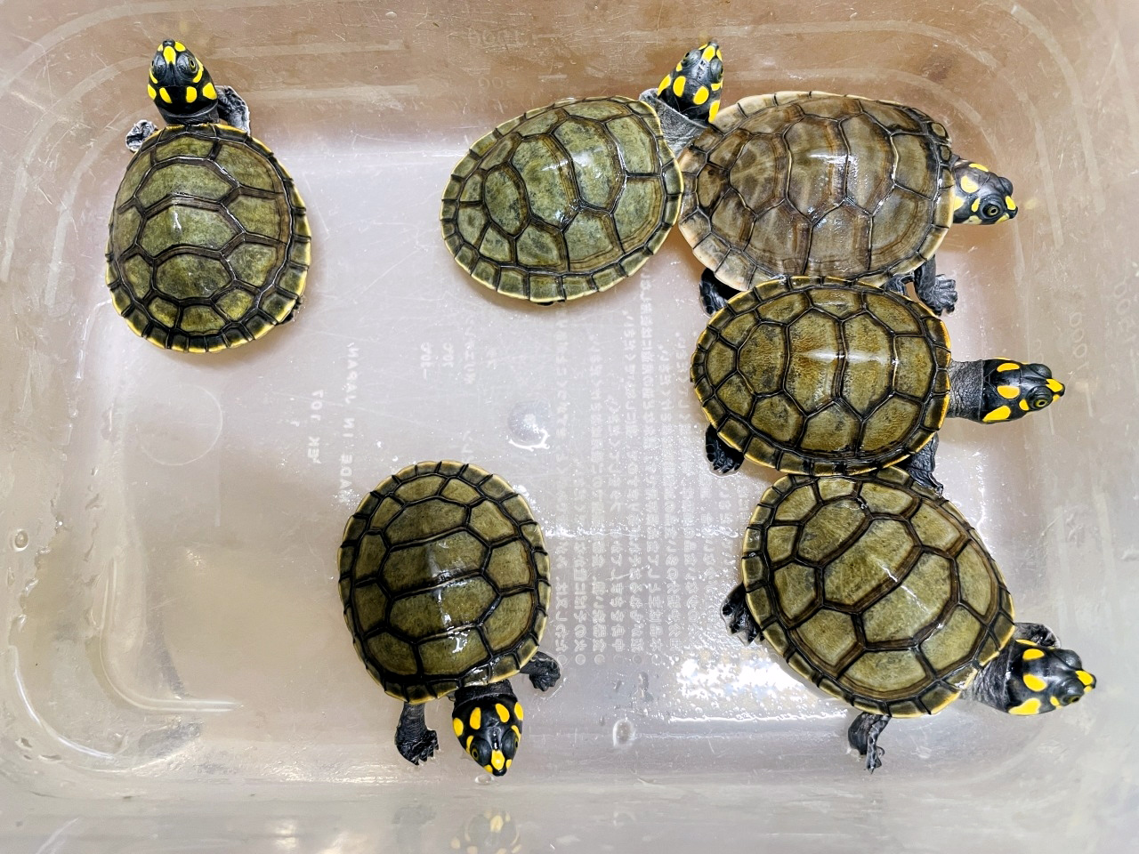 モンキヨコクビガメ(5)