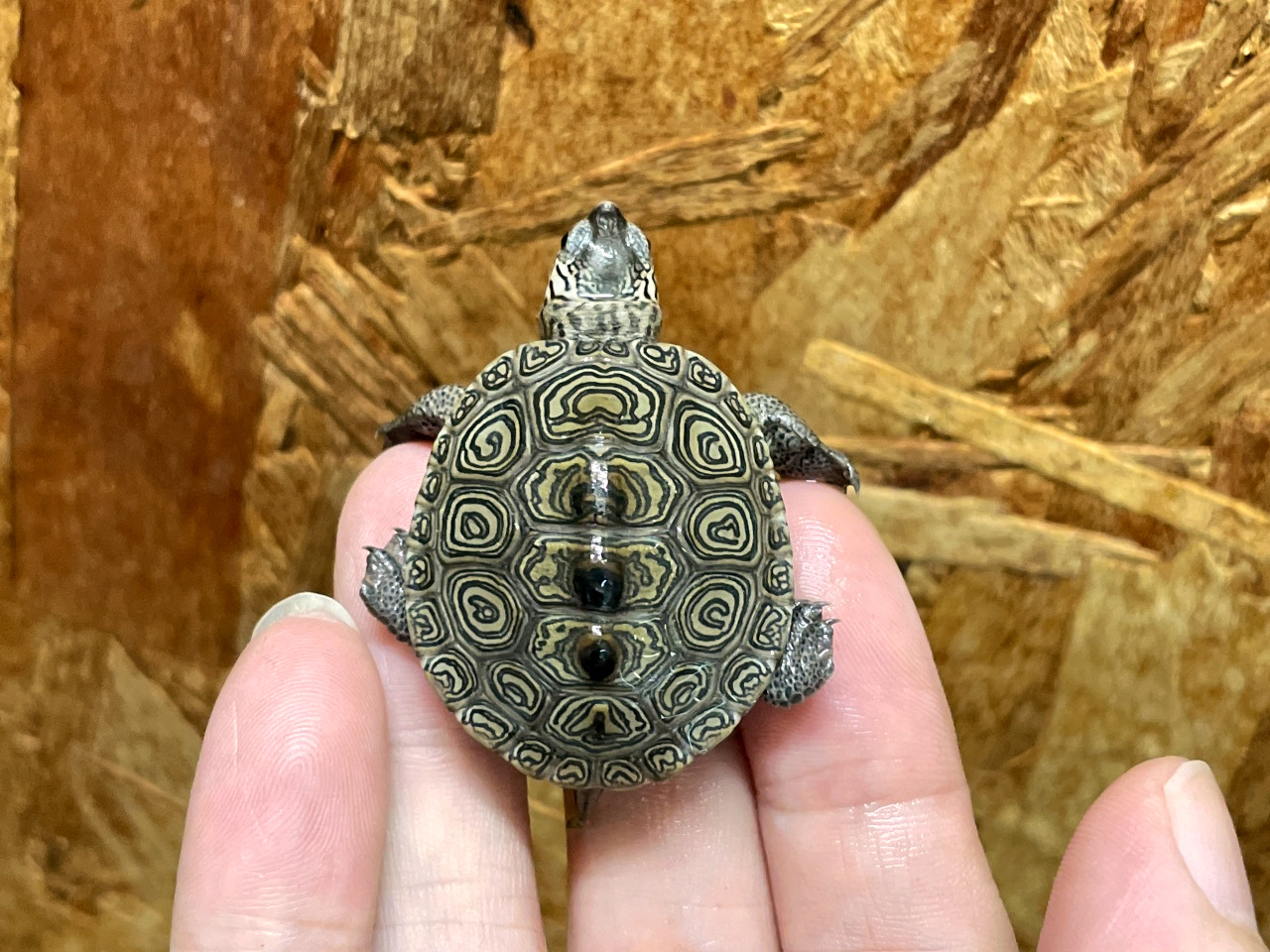 カロリナダイヤモンドバックテラピン(9)