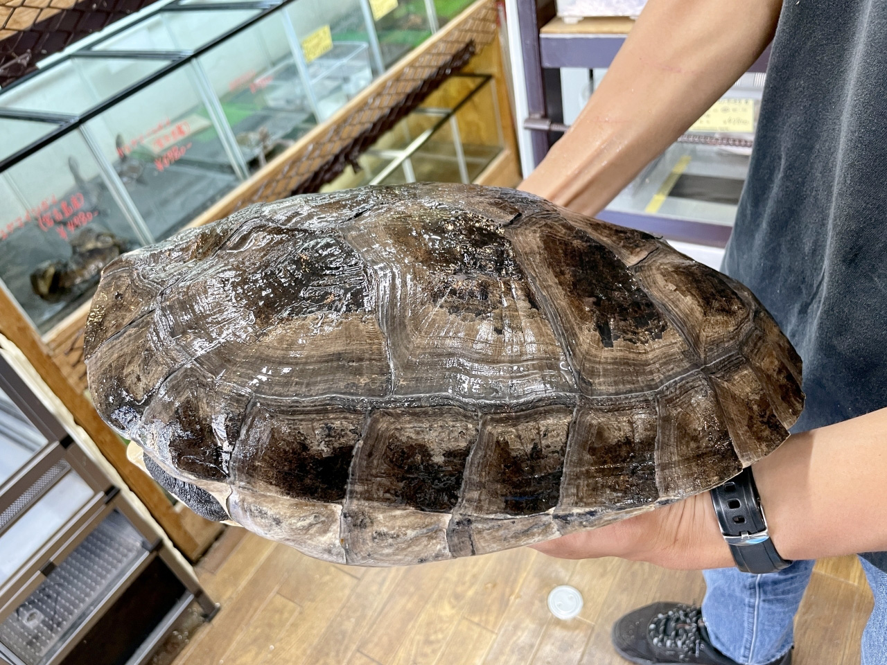 ボルネオカワガメ(7)