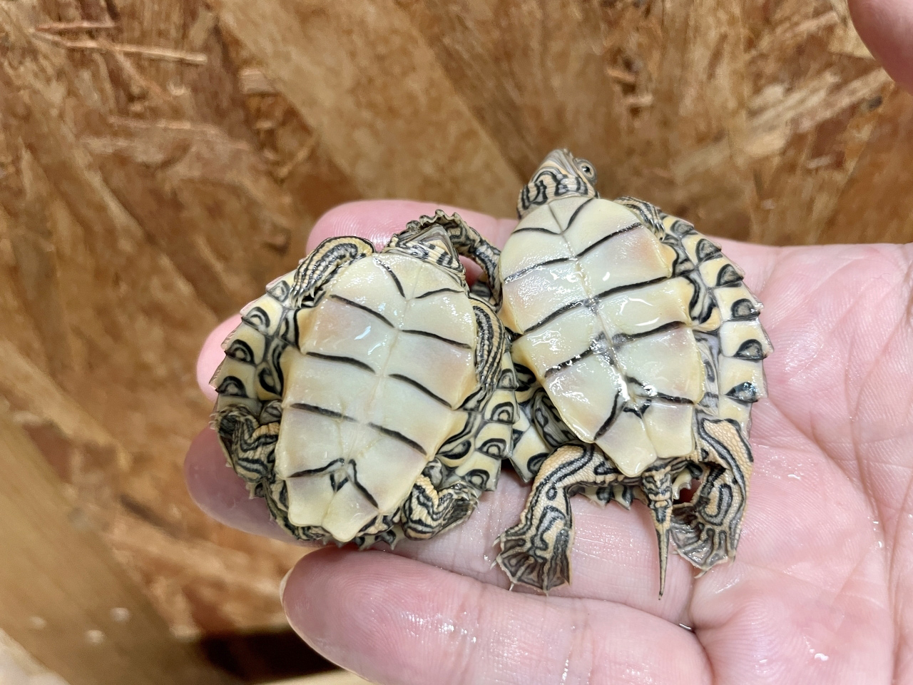 バーバーチズガメ(6)