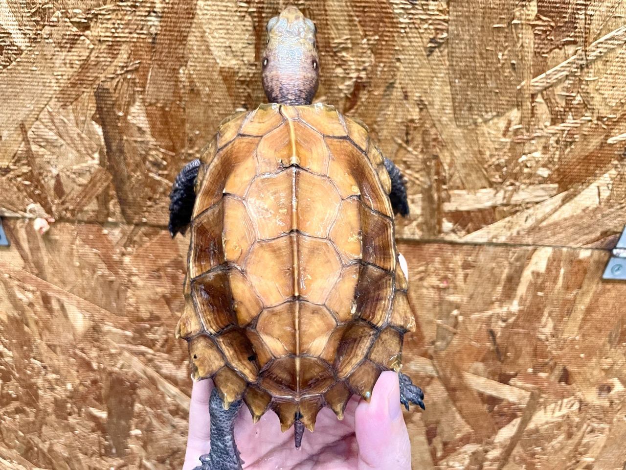 ムオヒラセガメ(11)