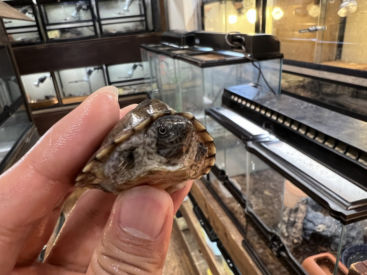 カブトニオイガメ(8)