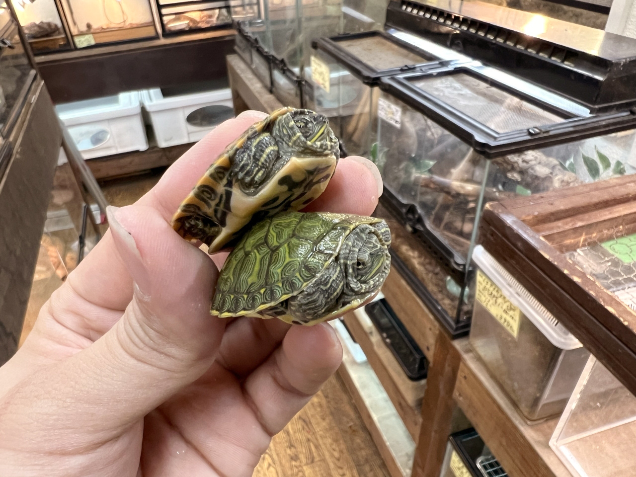 リバークーター(5)