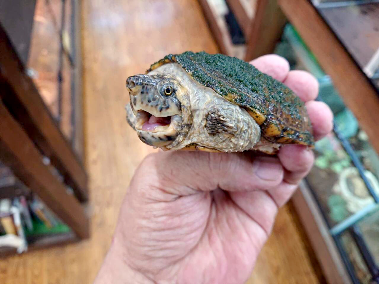 スジクビヒメニオイガメ(6)