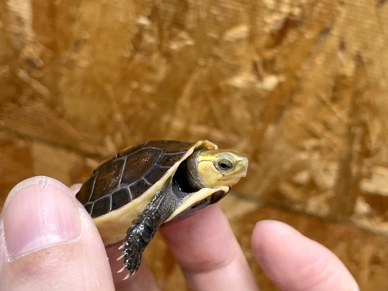 チュウゴクセマルハコガメ(11)