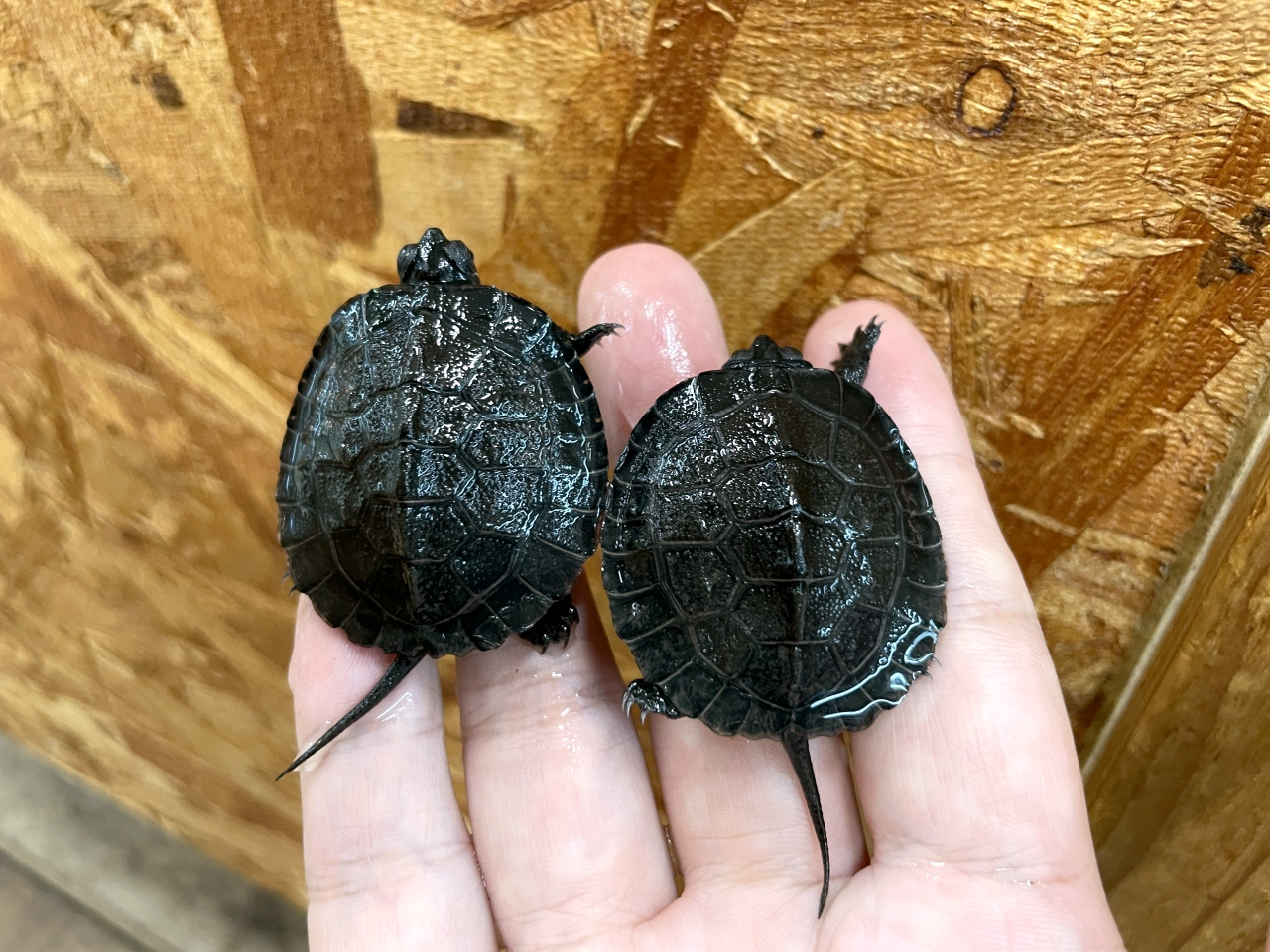カントンクサガメ(1)