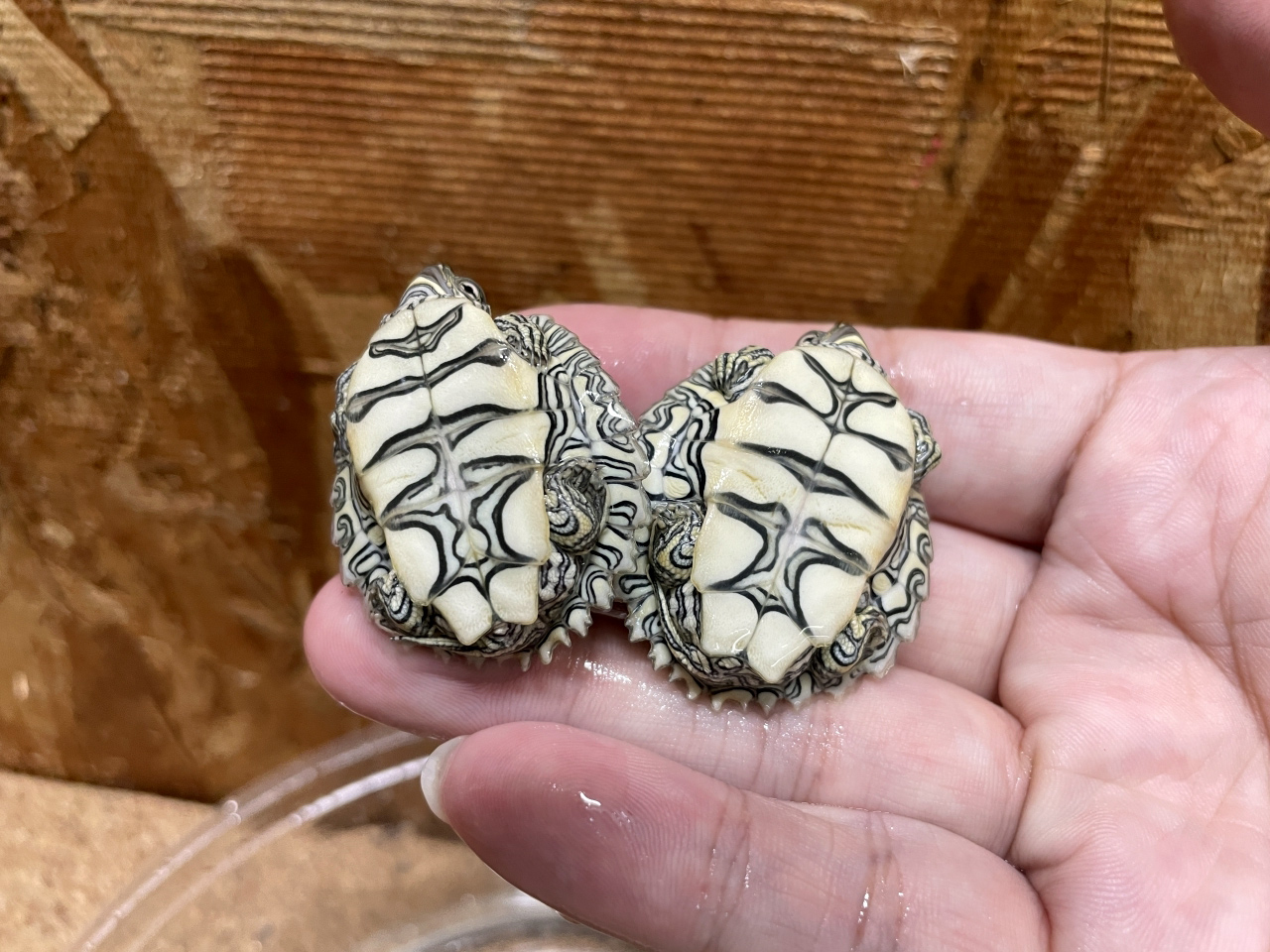 ケイグルチズガメ(8)