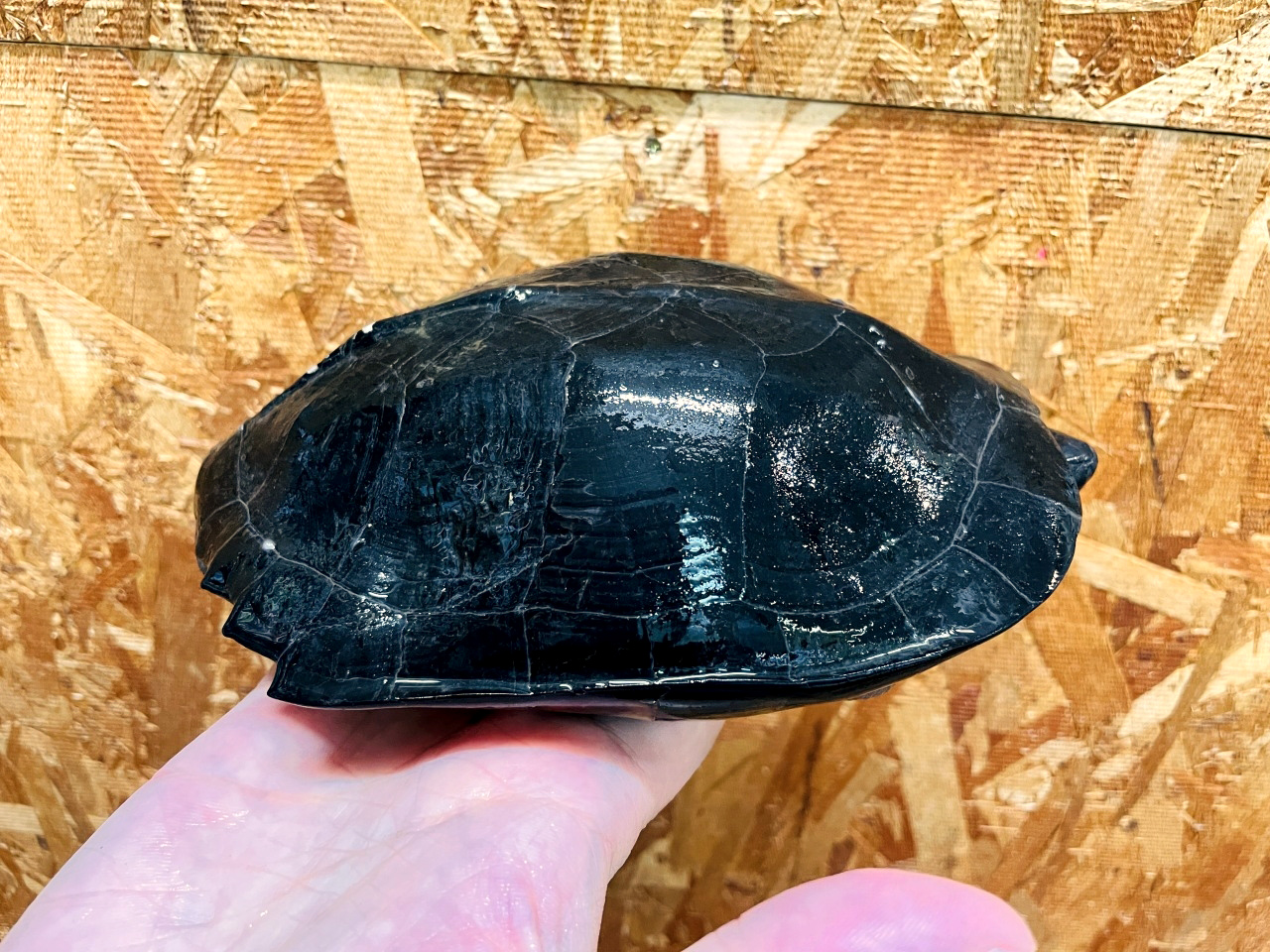 ホオジロクロガメ(11)