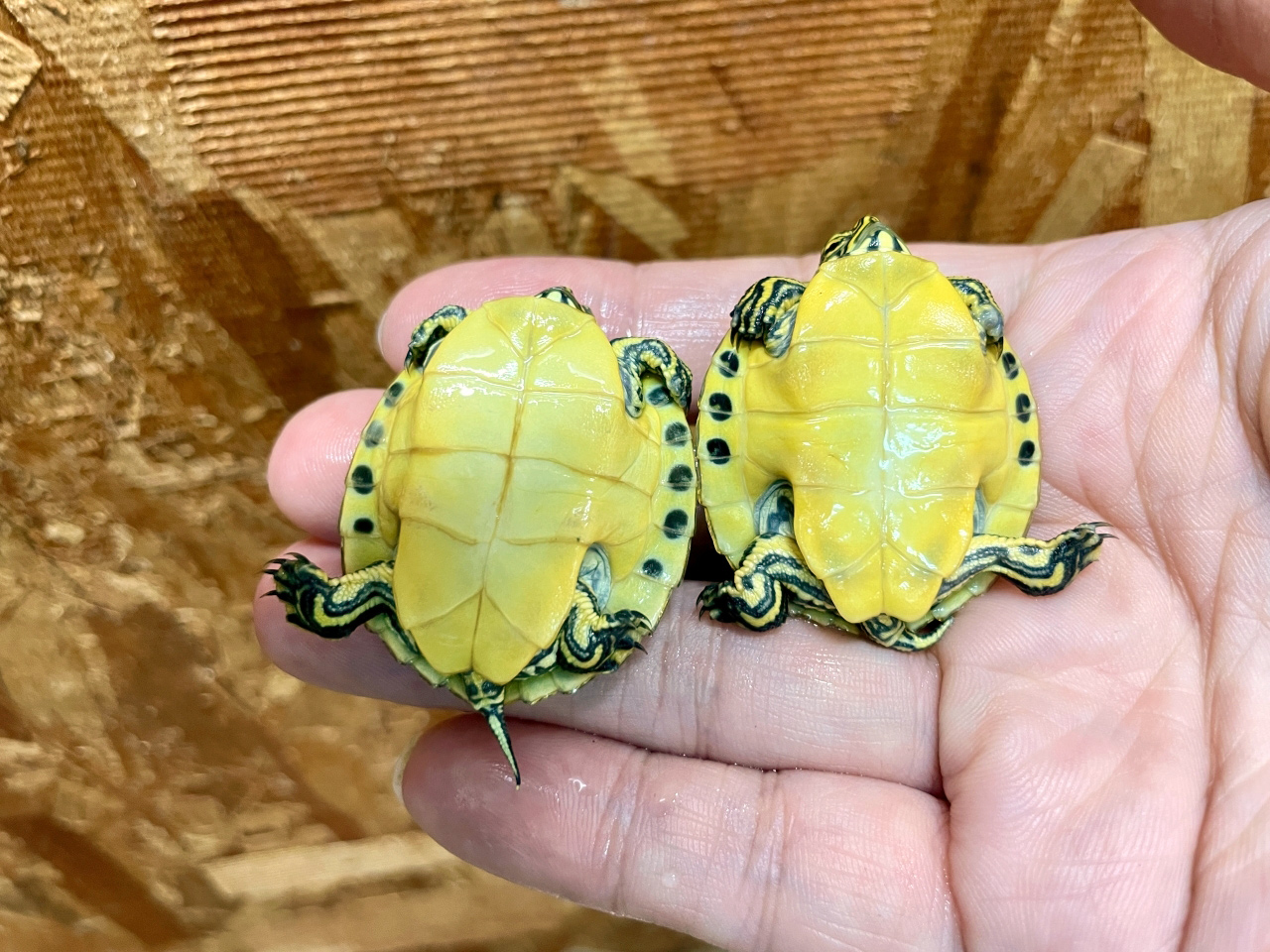 ペニンシュラクーター(3)