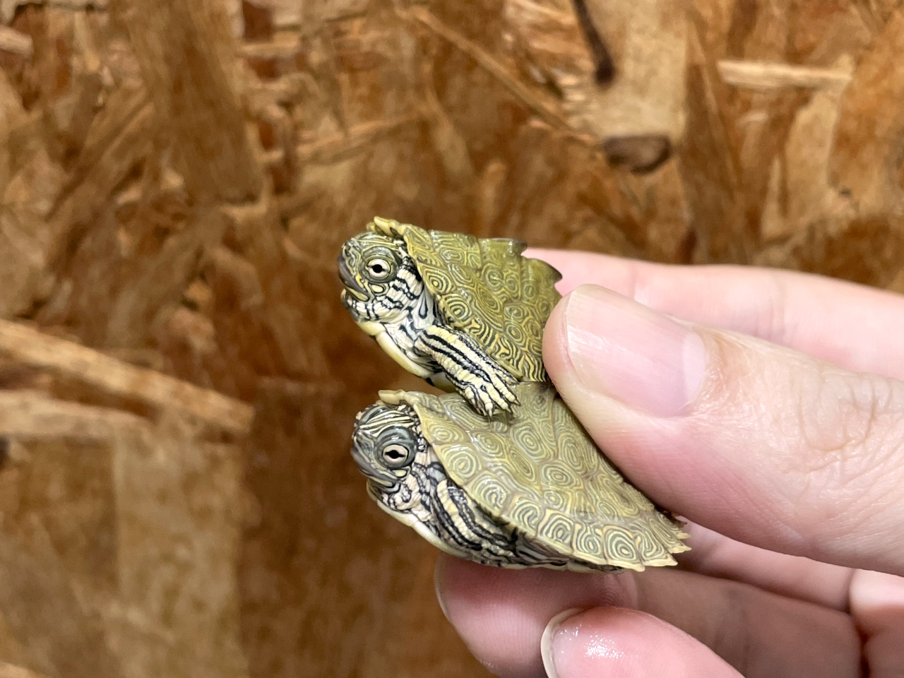 ケイグルチズガメ(3)