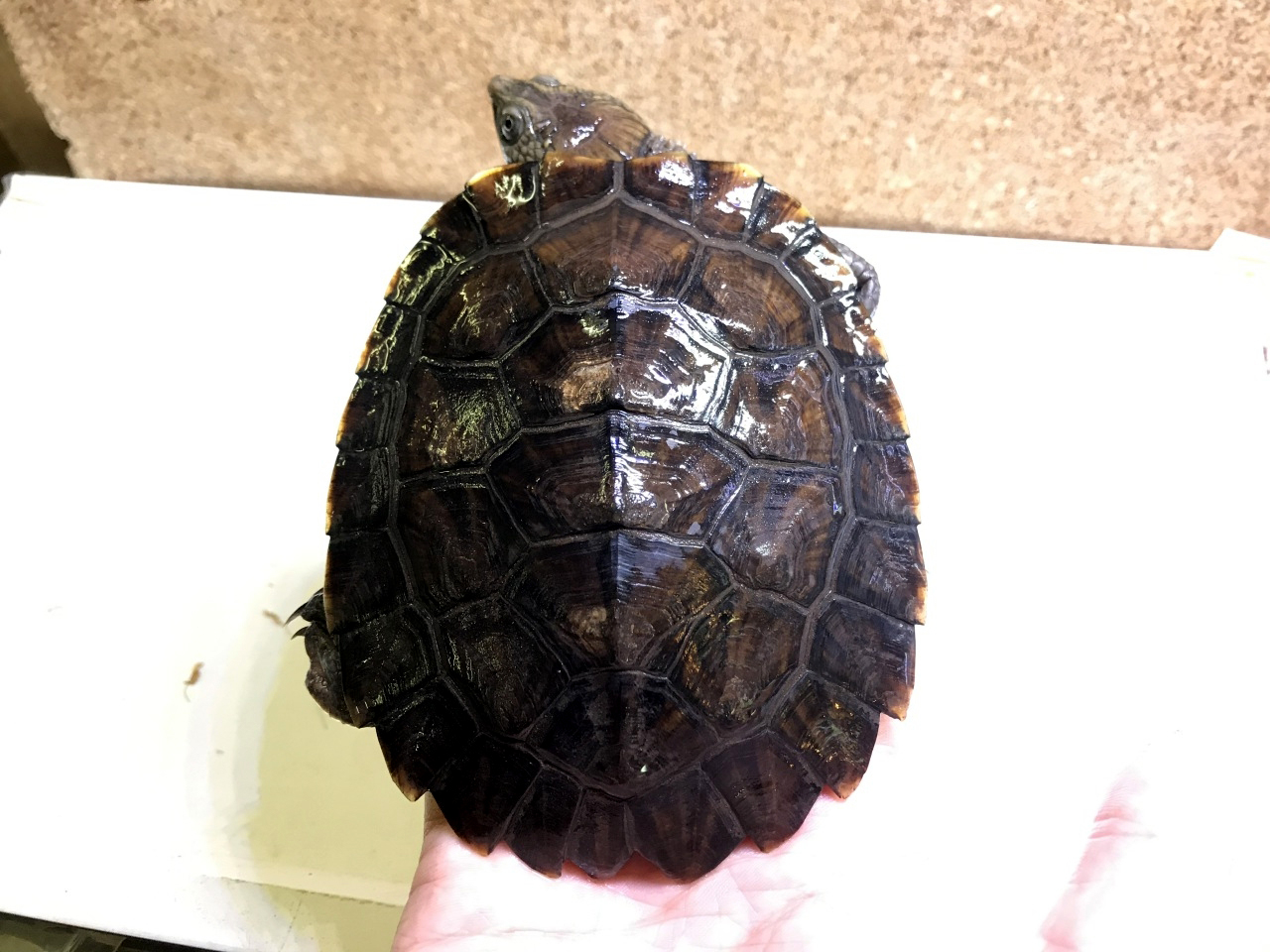 シロガオカブトガメ(3)