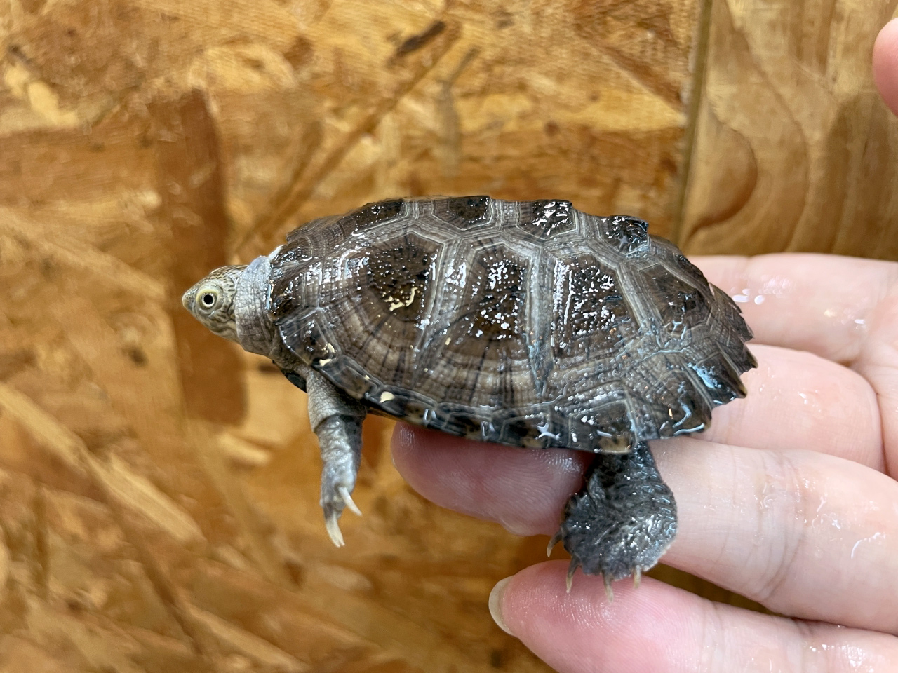 ノコヘリハコヨコクビガメ(6)