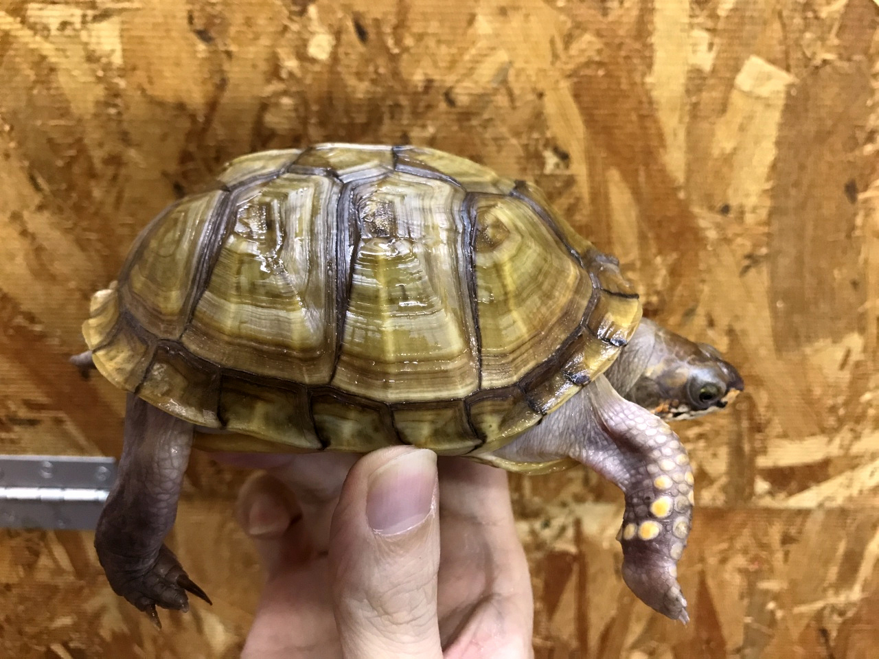 ミツユビハコガメ(12)