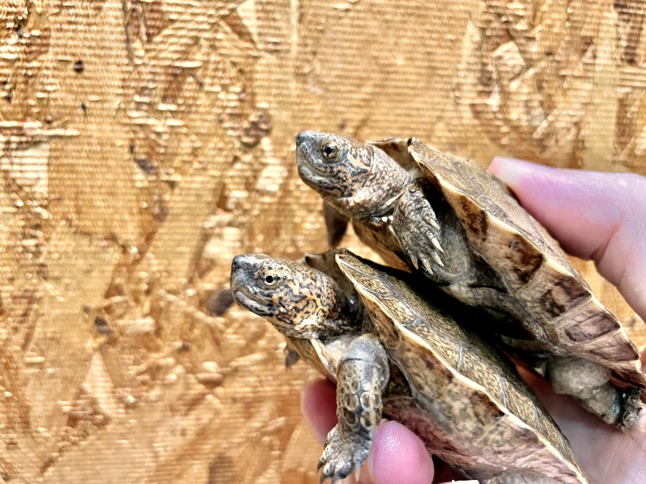 オオヤマガメ(2)