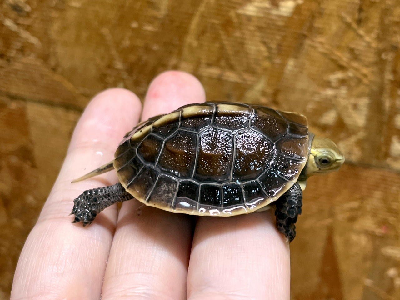 チュウゴクセマルハコガメ(10)