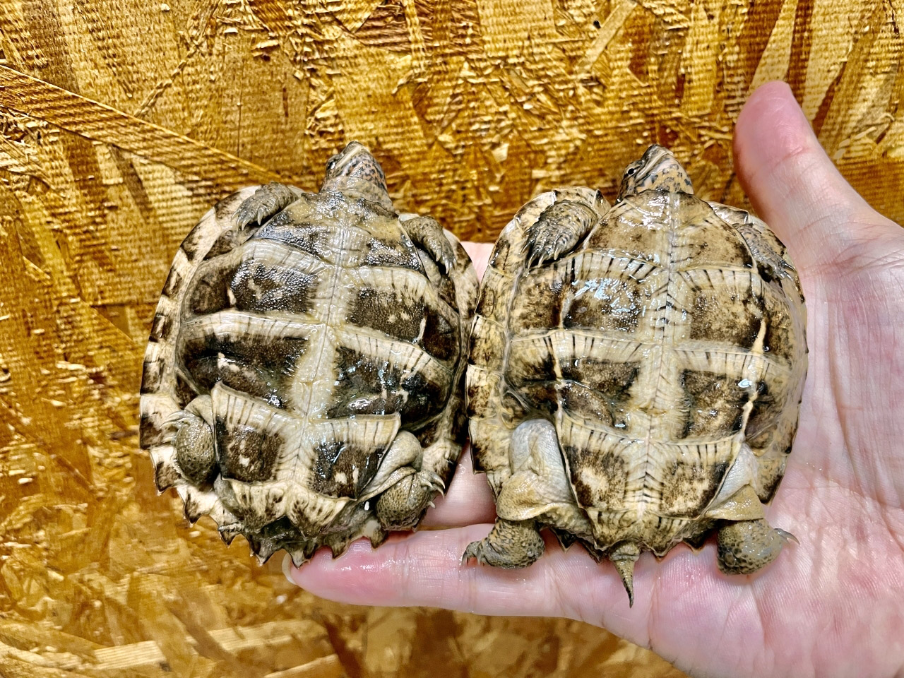 オオヤマガメ(3)