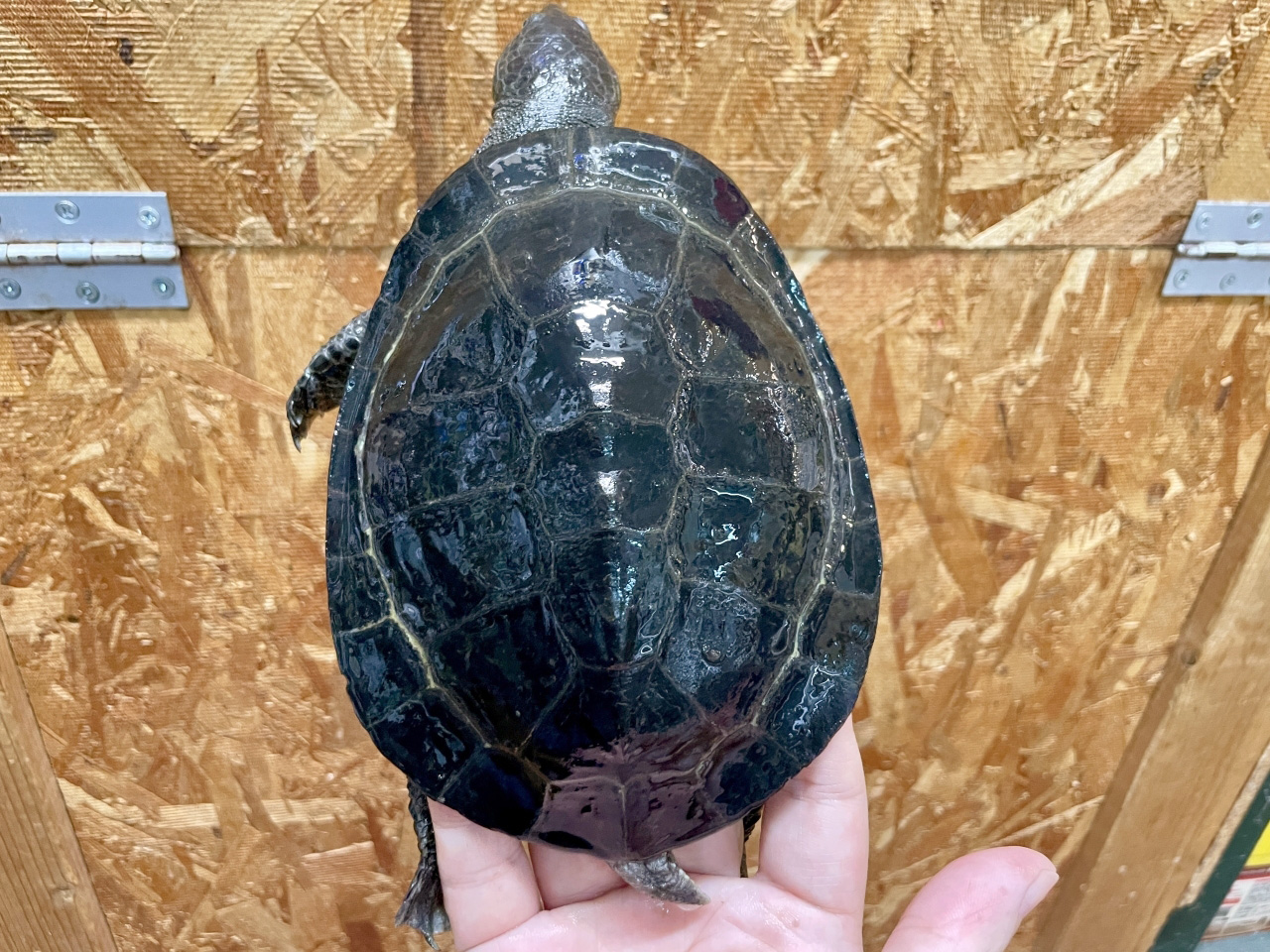 ヒメカエルガメ(3)