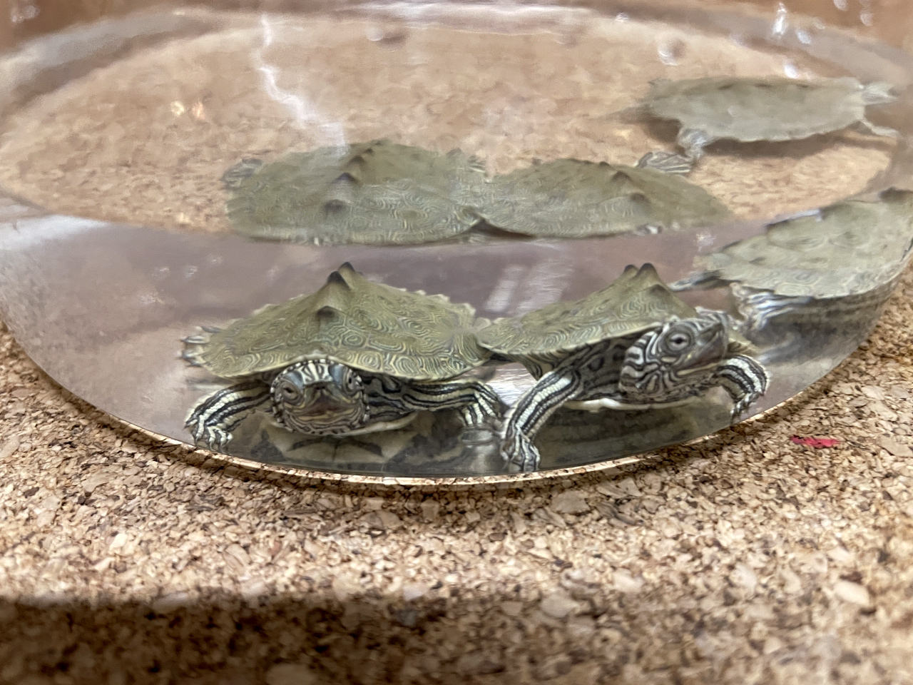 ケイグルチズガメ(6)