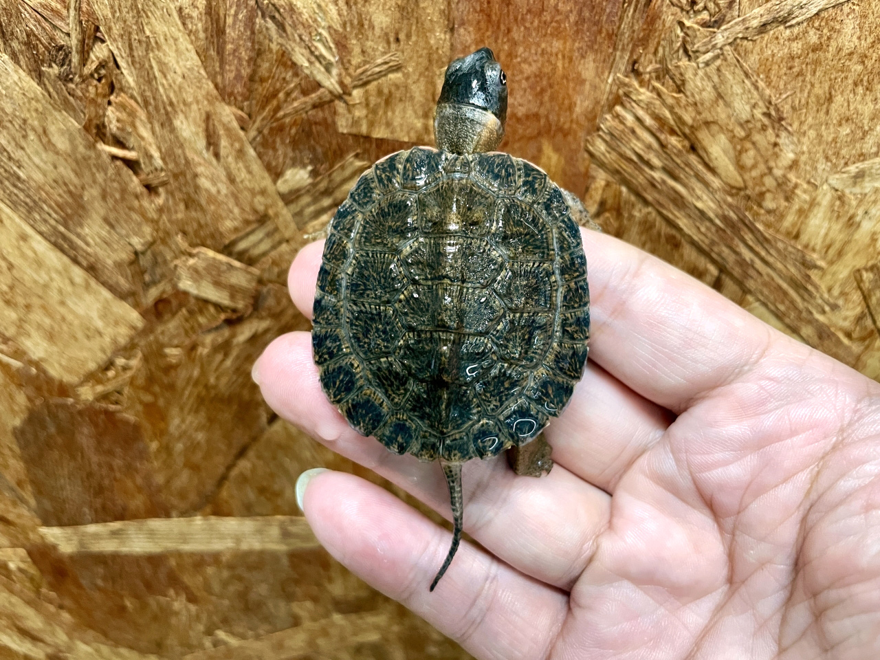 モリイシガメ(5)
