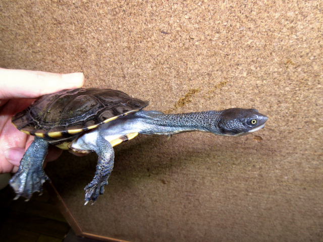 オーストラリアナガクビガメ(11)