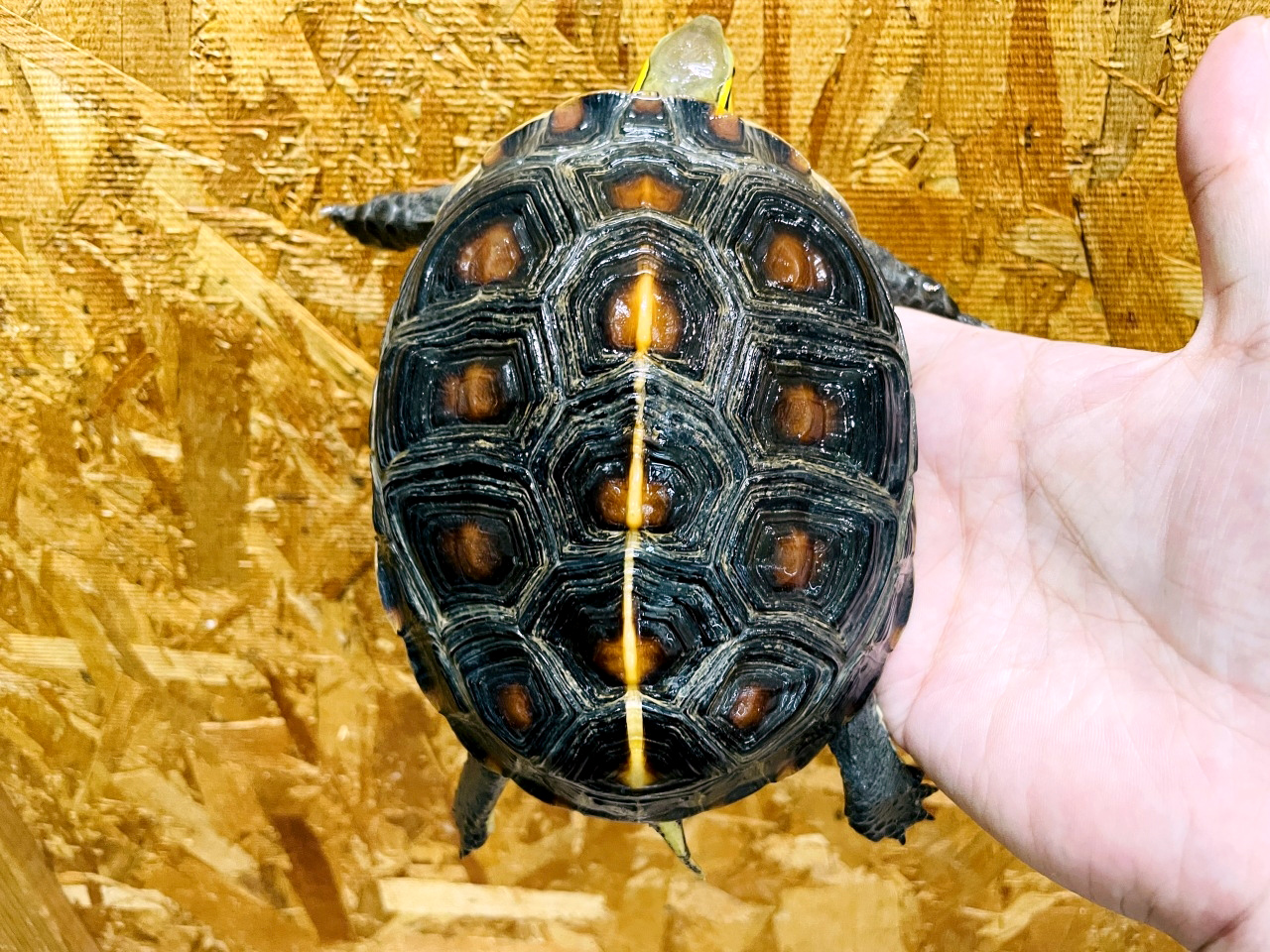 チュウゴクセマルハコガメ(7)