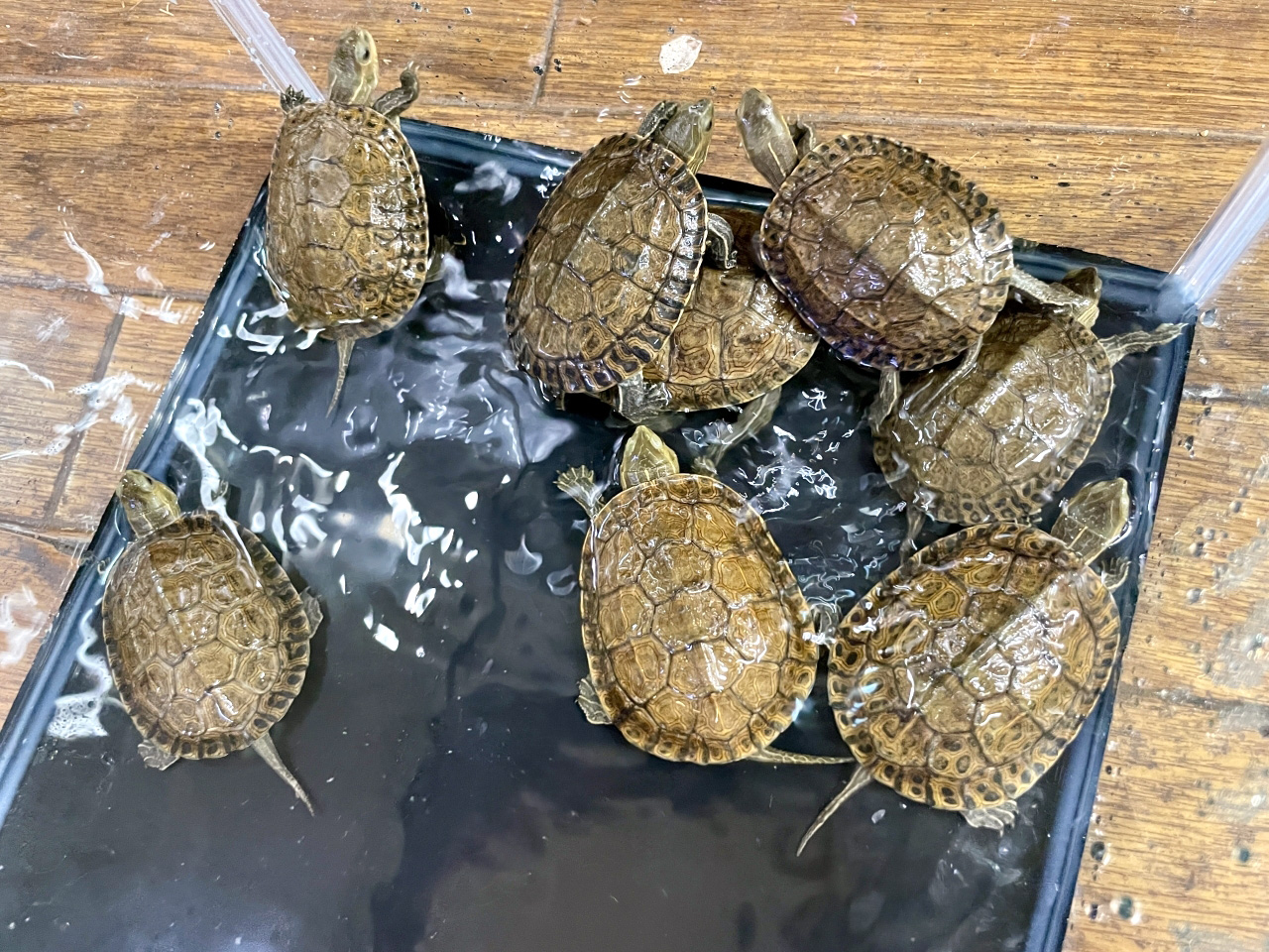 ギリシャイシガメ(6)