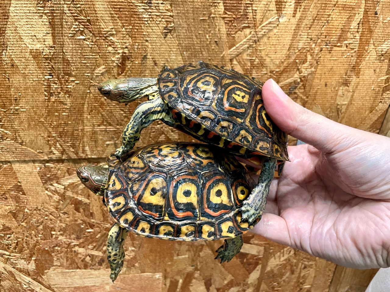 コスタリカアカスジヤマガメ(2)