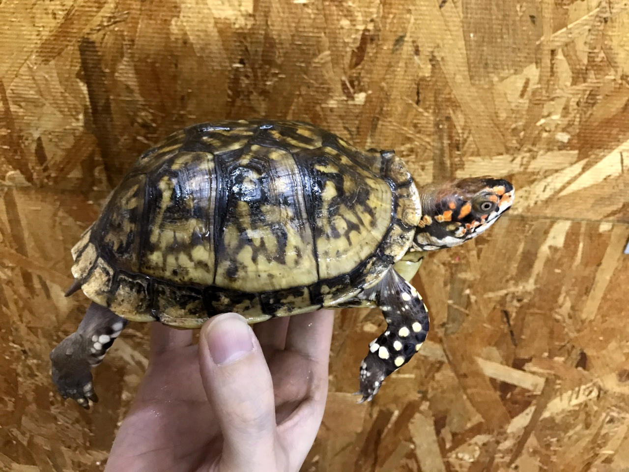 ミツユビハコガメ(10)