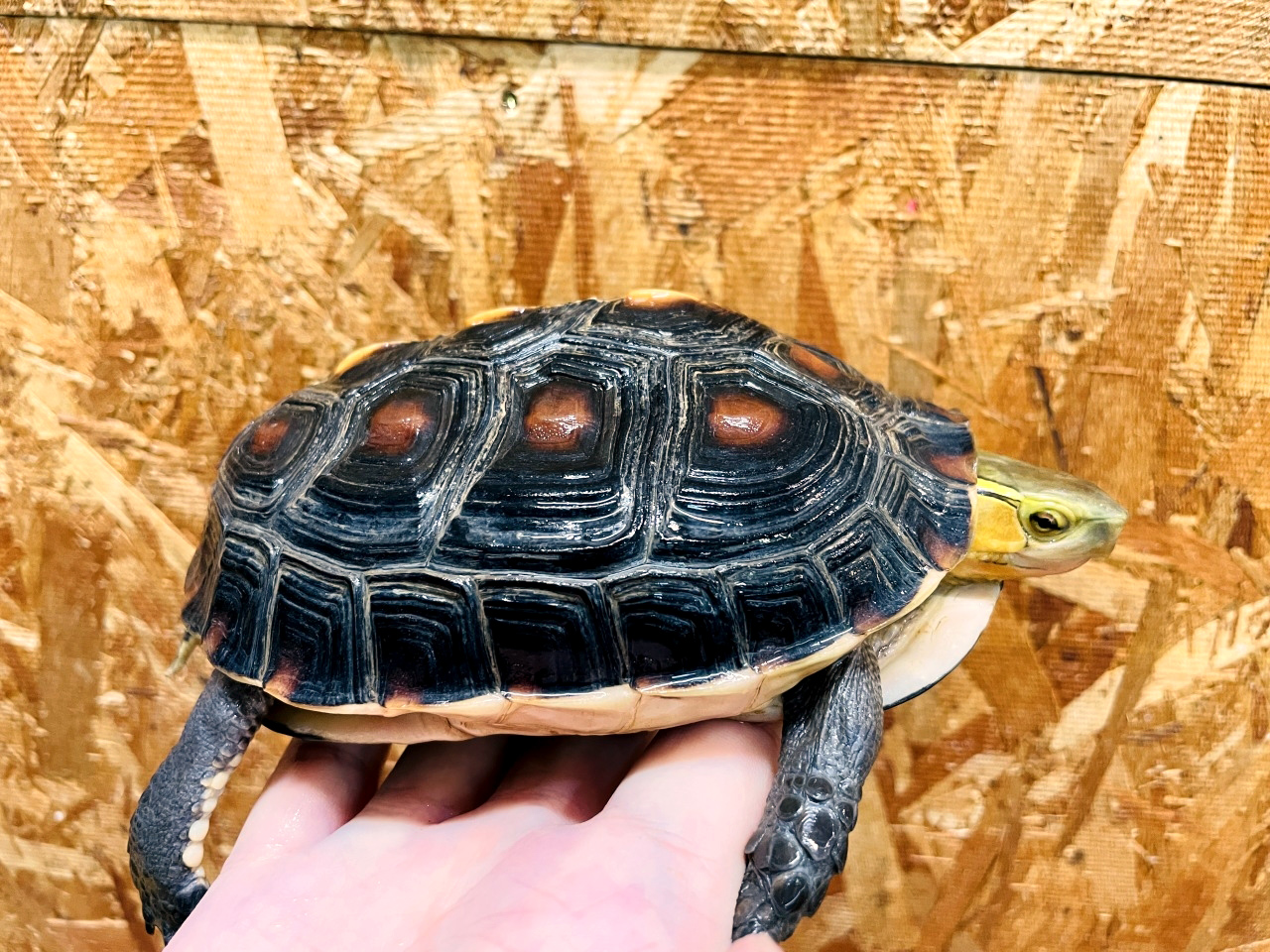 チュウゴクセマルハコガメ(8)