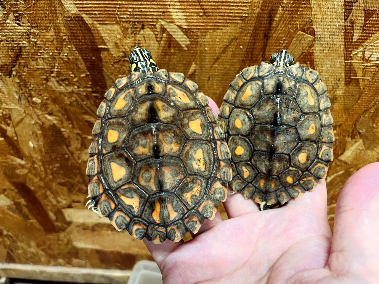 キマダラチズガメ(5)