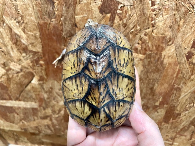艶やかな中型カメ 艶やかな中型カメ 日本に生存するカメの生態と特徴