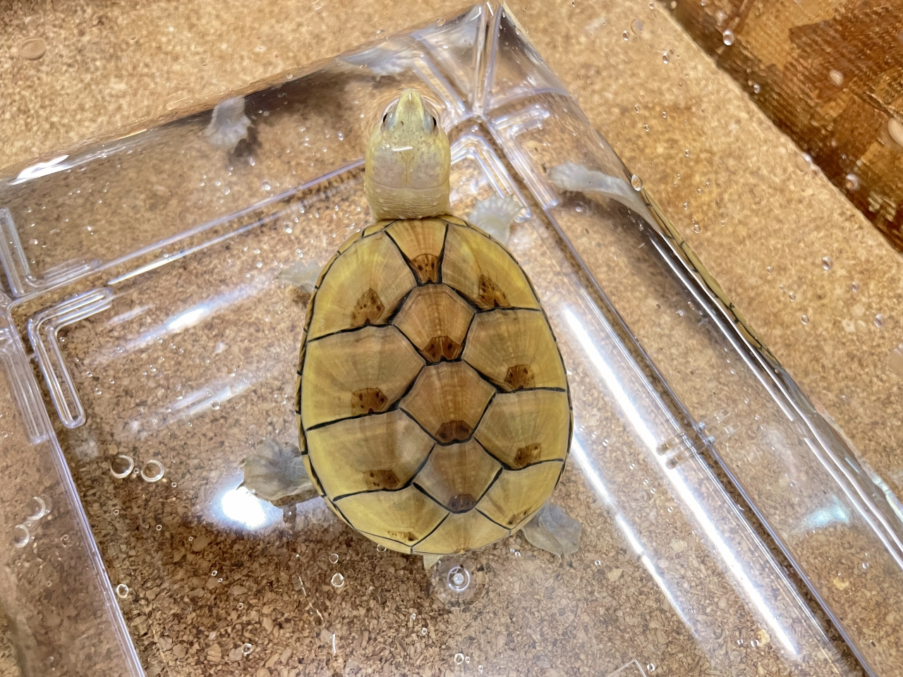 フロリダドロガメ(12)