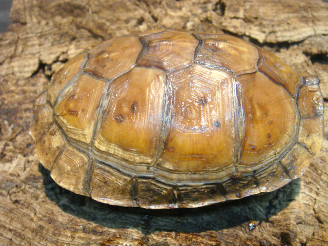 ガルフコーストハコガメ(10)