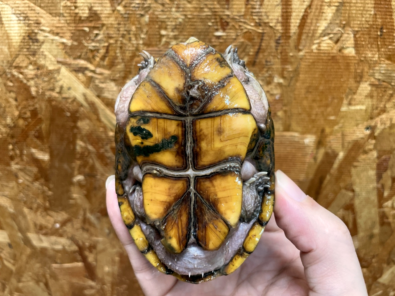 フロリダドロガメ(4)