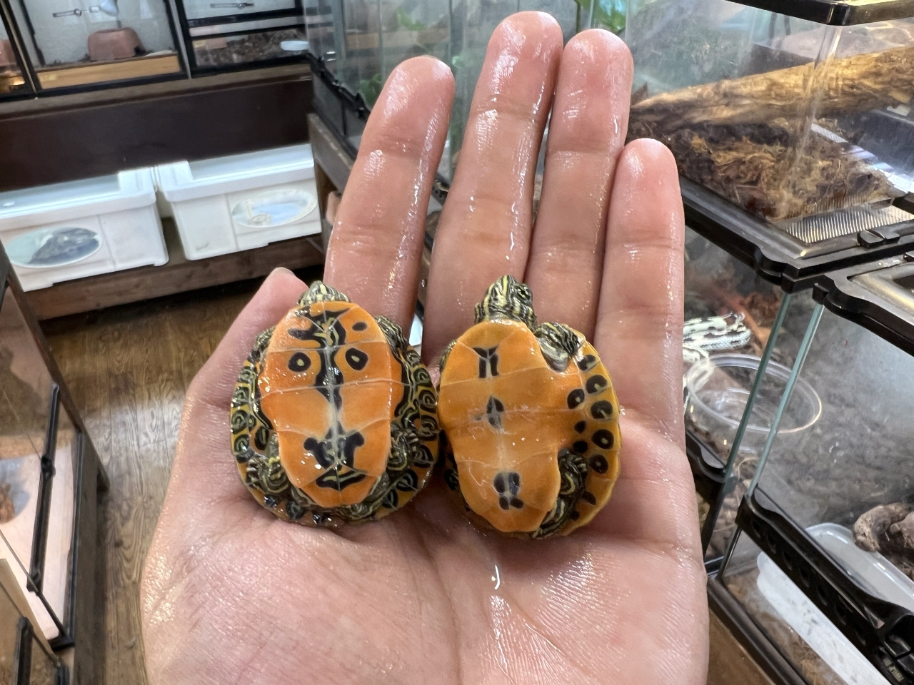 アラバマアカハラガメ(11)