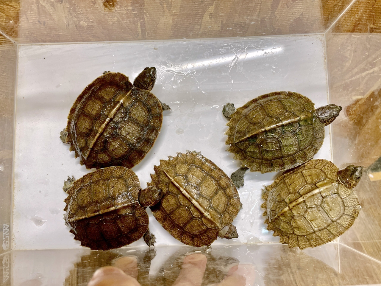 オオヤマガメ(4)