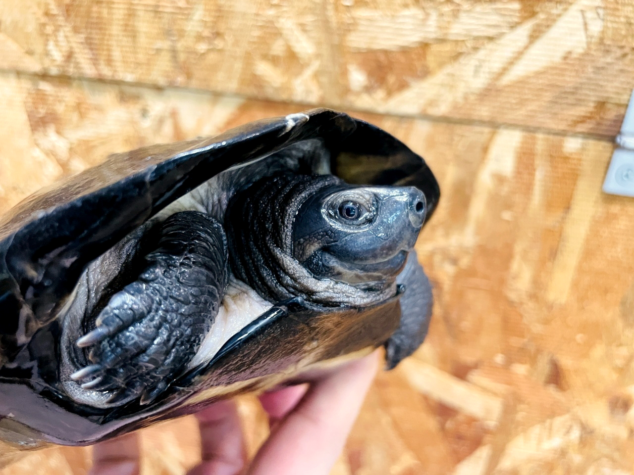 ホオジロクロガメ(9)