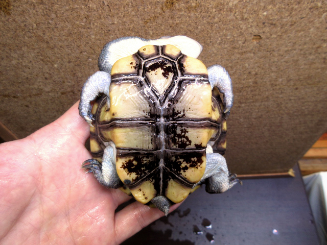 オーストラリアナガクビガメ(12)