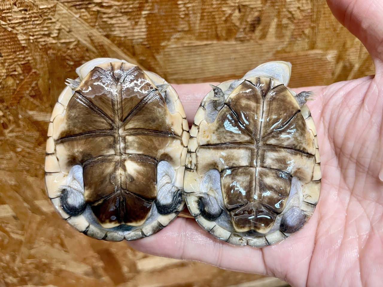 アフリカヌマヨコクビガメ(11)