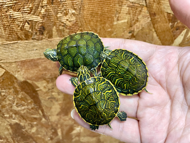 ペニンシュラクーター