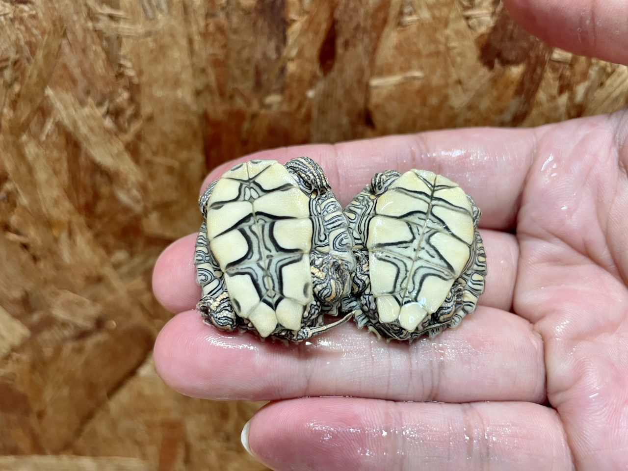 テキサスチズガメ(8)